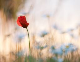 Margerite Mohn Wiese