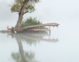 Baum Nebel Spiegelung Wasser