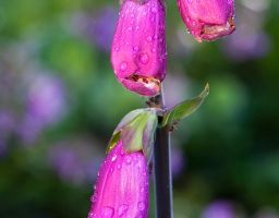 Fingerhut Blume Blüte