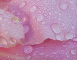 Blume Pflanze Blüte Tau Wasser Tropfen