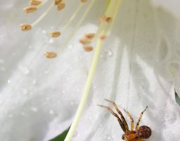 Spinne Insekt Blüte