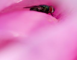 Magnolie Fliege Insekt