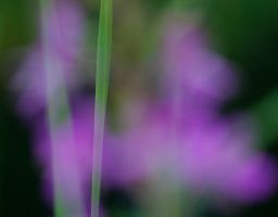 Blüte Blume Schilf