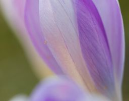 Krokus Blüte Blume