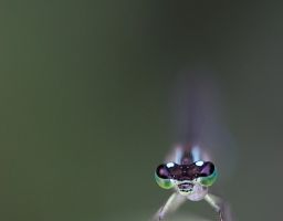 Libelle Insekt Tier