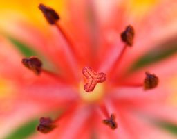 Blume Pflanze Blüte Feuerlilie