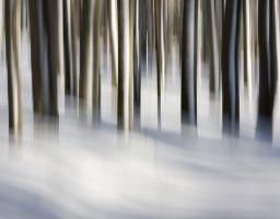 Baum Winter Schnee