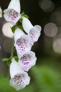 Blüte Blume Lichtreflexe