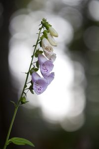 Blüte Blume Lichtreflexe