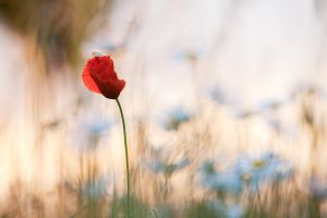 Margerite Mohn Wiese