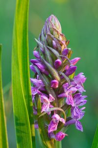 Orchidee Blume Blüte