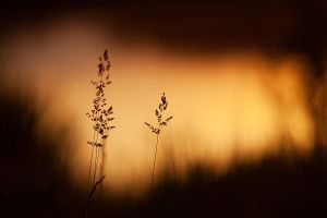 Zittergras Sonnenaufgang