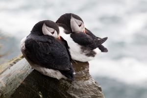 Papageitaucher Vogel Tier