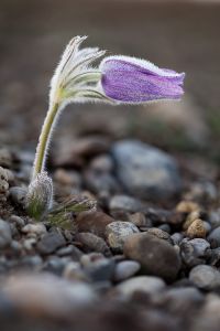 Küchenschelle Pflanze Blume