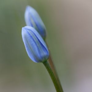 Blaustern Blume Blüte