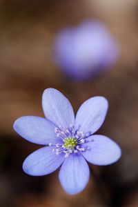 Leberblümchen Blume Blüte