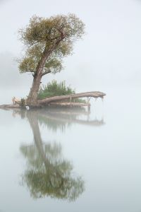 Baum Nebel Spiegelung Wasser