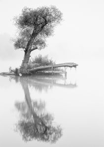 Baum Nebel Spiegelung Wasser