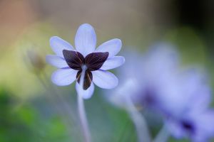 Leberblümchen Blume Blüte