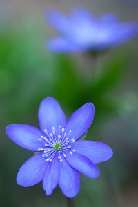 Leberblümchen Blume Blüte