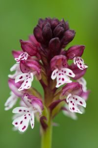 Orchidee Blume Blüte
