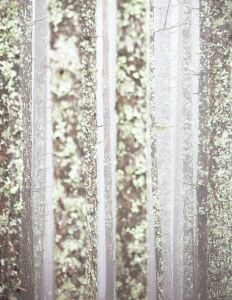 Baumstamm Moos Flechten Lärche Nebel