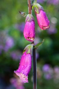 Fingerhut Blume Blüte