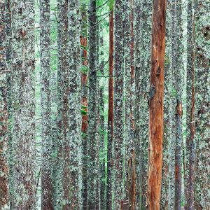 Baumstamm Moos Flechten Lärche