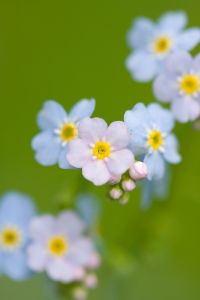 Vergissmeinnicht Blume Blüte
