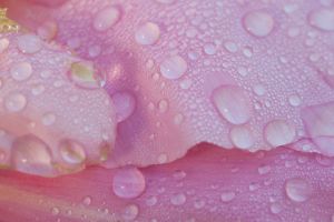 Blume Pflanze Blüte Tau Wasser Tropfen