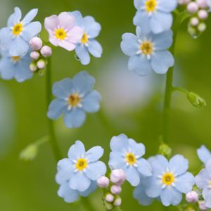 Vergissmeinnicht Blume Blüte