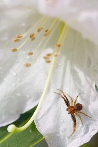 Spinne Insekt Blüte