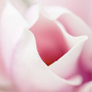 Blume Pflanze Blüte Tau Wasser Tropfen