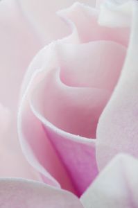 Blume Pflanze Blüte Tau Wasser Tropfen