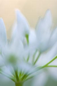 Bärlauch Pflanze Blüte