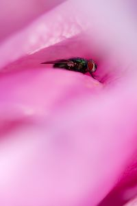 Magnolie Fliege Insekt