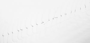 Tau Tropfen Spinnennetz Wasser