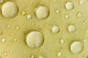 Wasser Tropfen Blatt