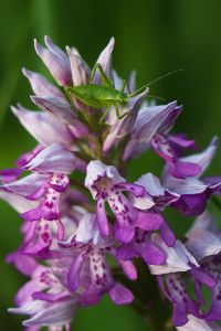 Grünes Heupferd Knabenkraut Orchidee