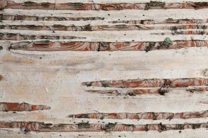 Baumstamm Rinde Birke