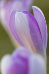 Krokus Blüte Blume