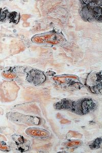 Baumstamm Rinde Birke