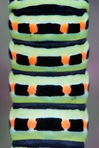 Schwalbenschwanzraupe Tier