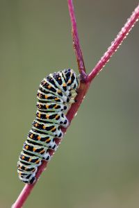 Schwalbenschwanzraupe Tier