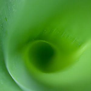 Maiglöckchen Blatt Pflanze Blume