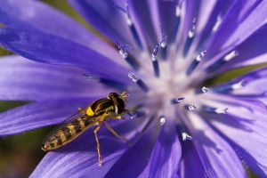 Schwebfliege Pflanze Blume Wegwarte Insekt