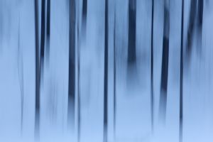 Baumstamm Winter Schnee