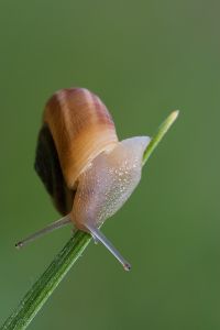 Schnecke Tier