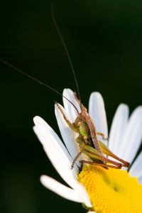 Tier Insekt Margerite