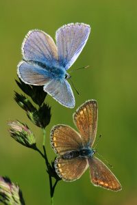 Tier Insekt Schmetterling Bläuling
